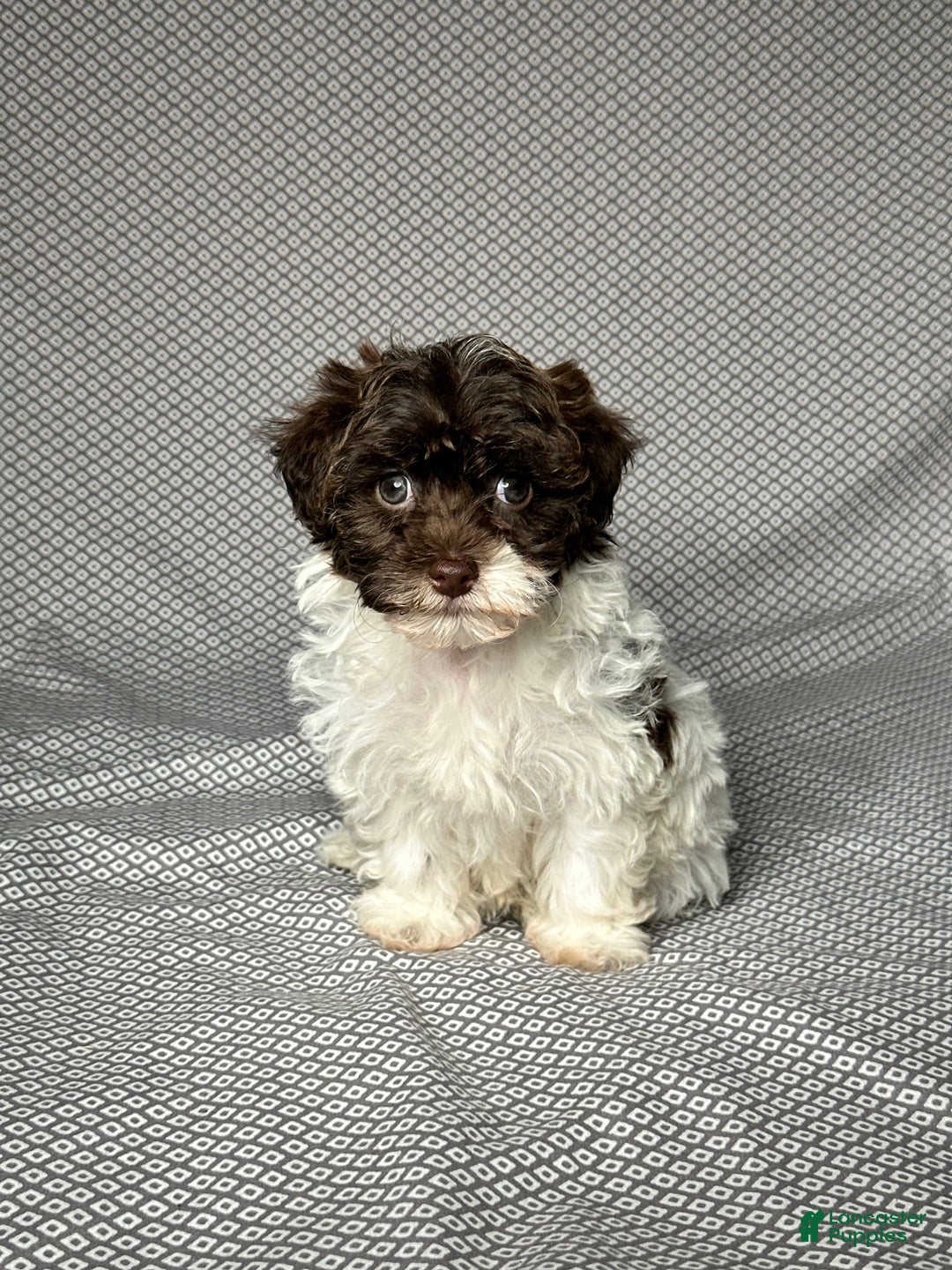Havapoo dogs for sale: Kate - Image 6