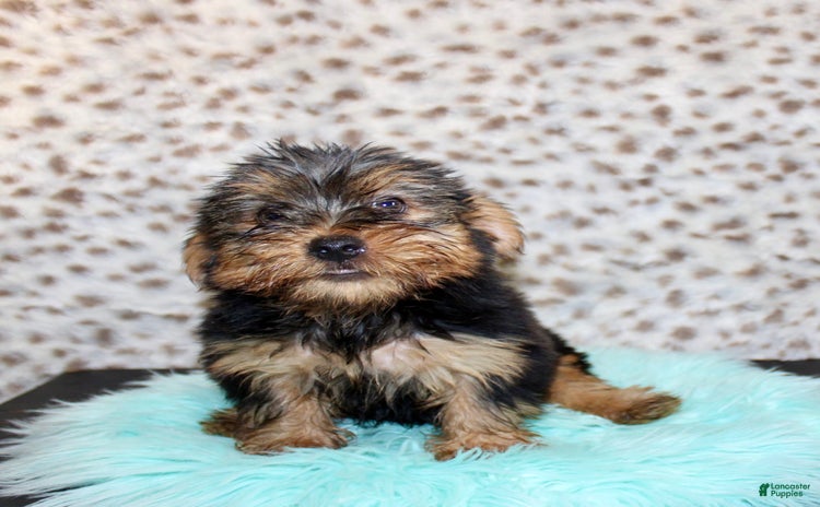 Yorkshire Terrier dogs for sale - Ad 4