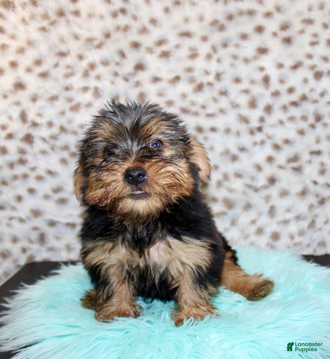 Yorkshire Terrier dogs for sale: Tatum - Image 1