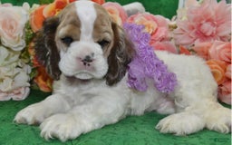 Cocker Spaniel dogs for sale: Akcarielsablepartimerleblueeyescockerpuppy - Image 7