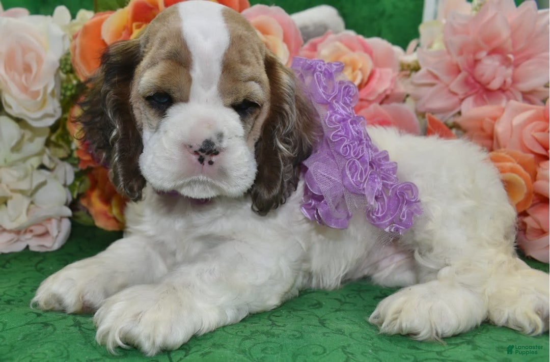 Cocker Spaniel dogs for sale: Akcarielsablepartimerleblueeyescockerpuppy - Image 7