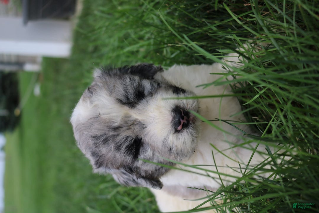 Newfoundland dogs for sale: Navy - Image 2