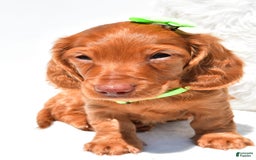 Dachshund dogs for sale: Konrad - Image 7