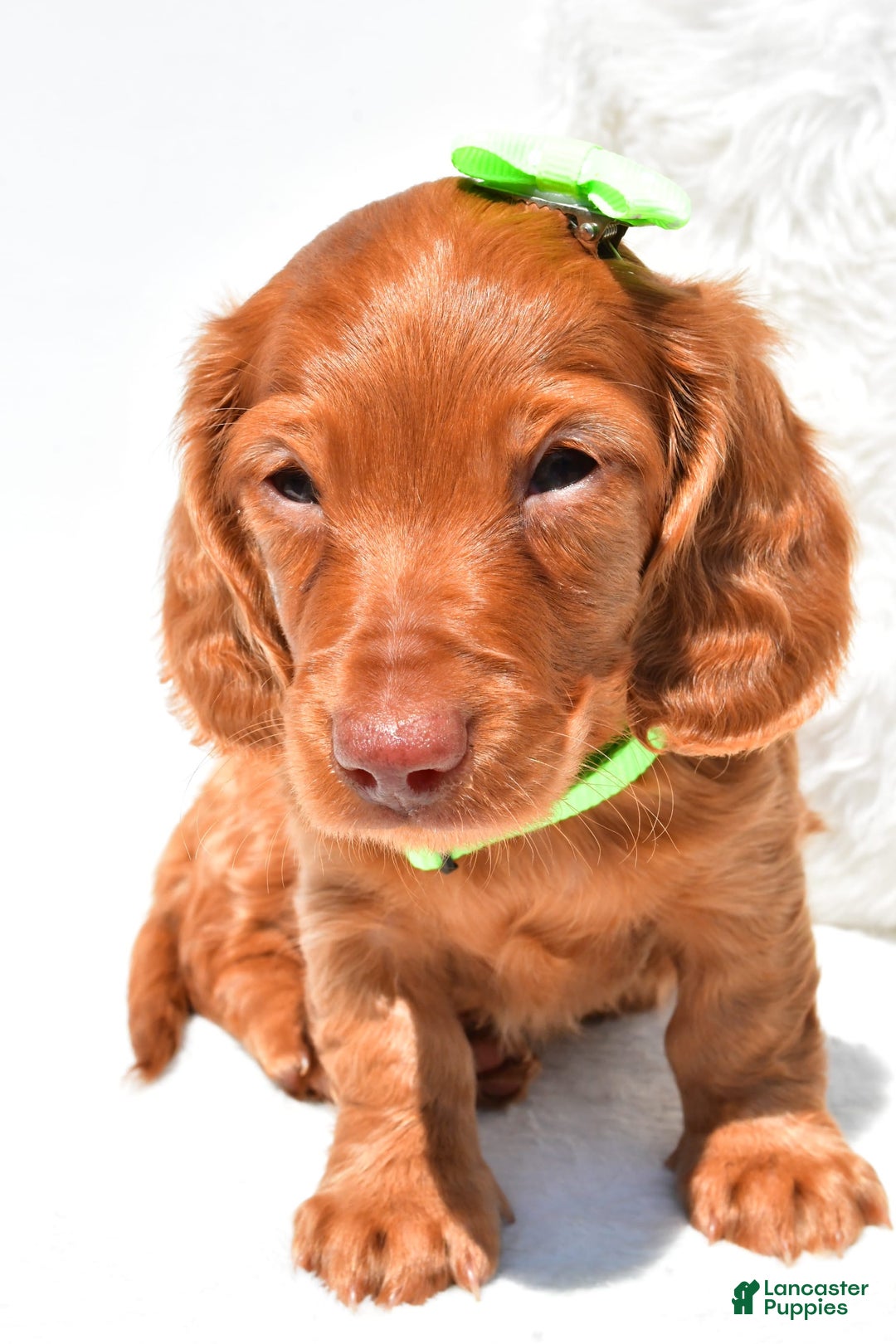 Dachshund dogs for sale: Konrad - Image 7