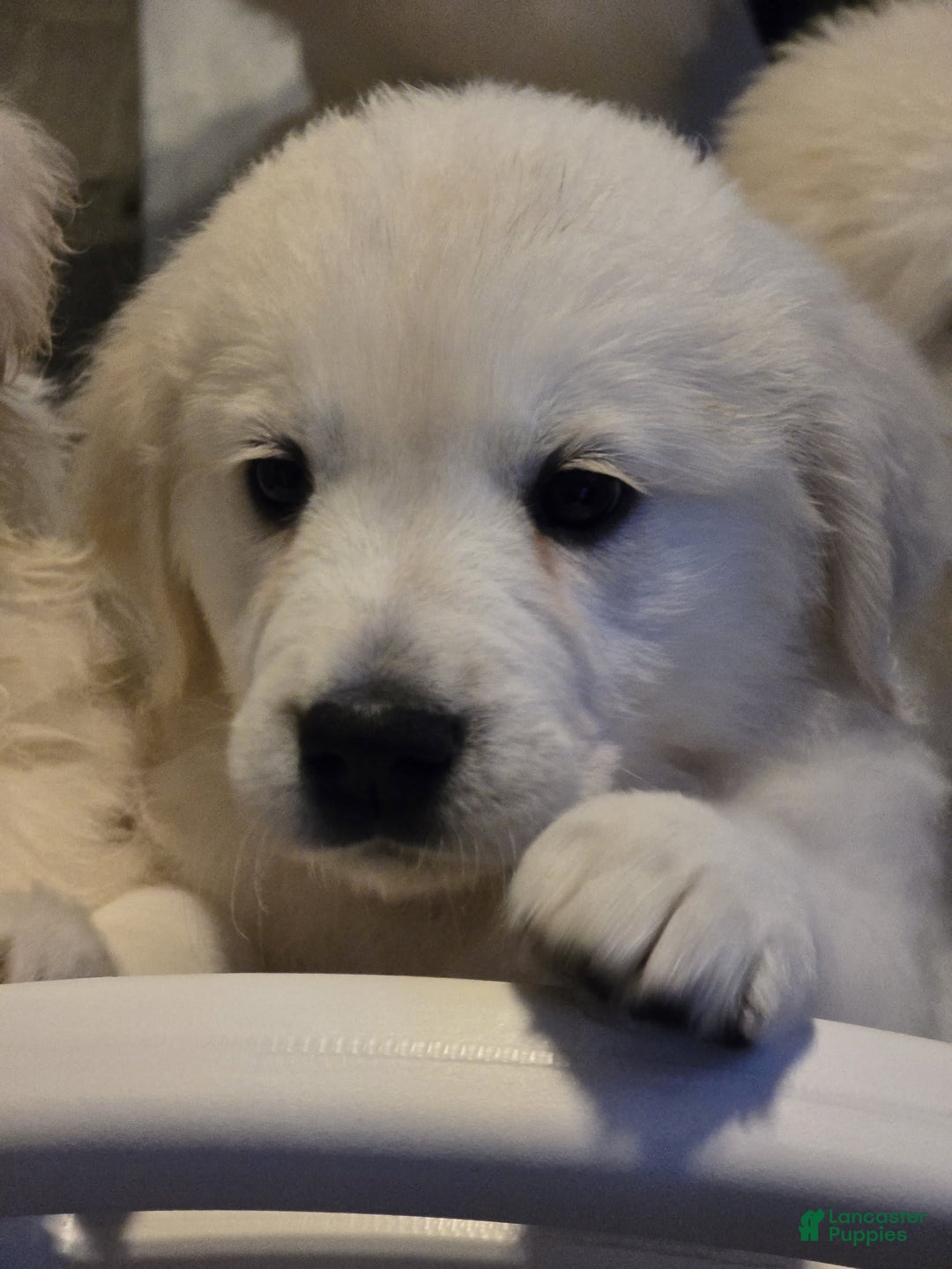 Golden Retriever dogs for sale: Laura - Image 4
