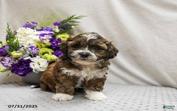 Shihpoo dogs for sale: Cookie - Image 2