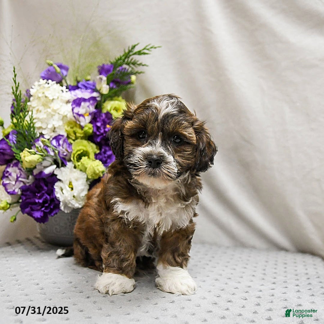 Shihpoo dogs for sale: Cookie - Image 2