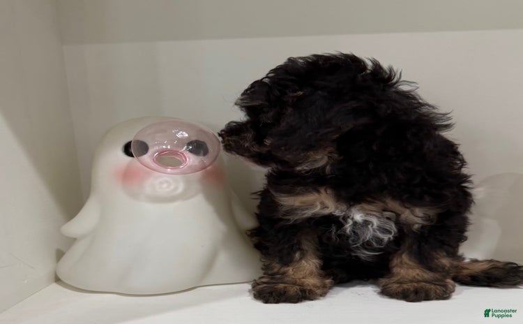Toy Poodle dogs for sale - Ad 1