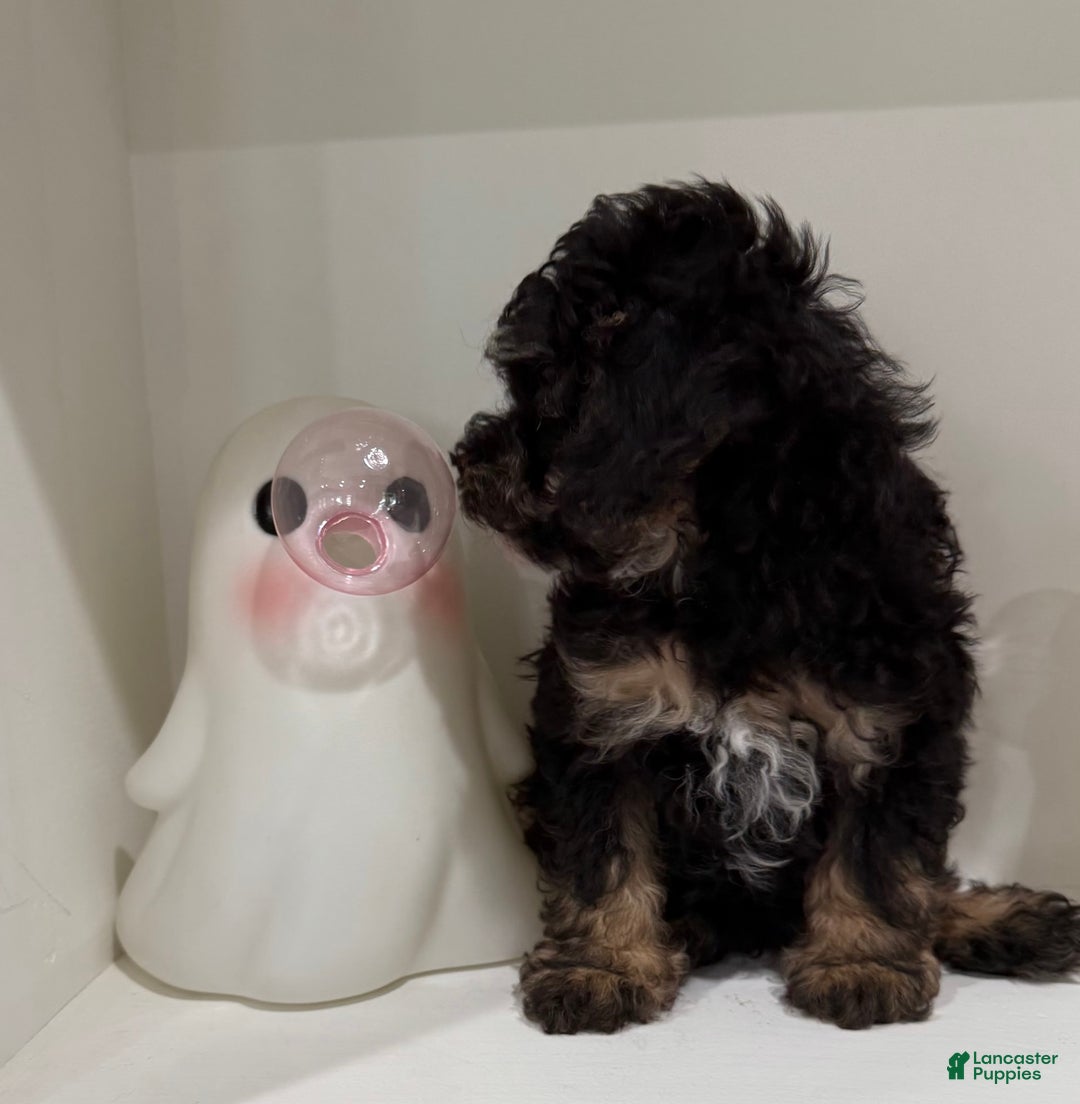 Toy Poodle dogs for sale: Chance - Image 1