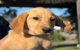 Labrador Retriever dogs for sale: Mufasa - Image 18
