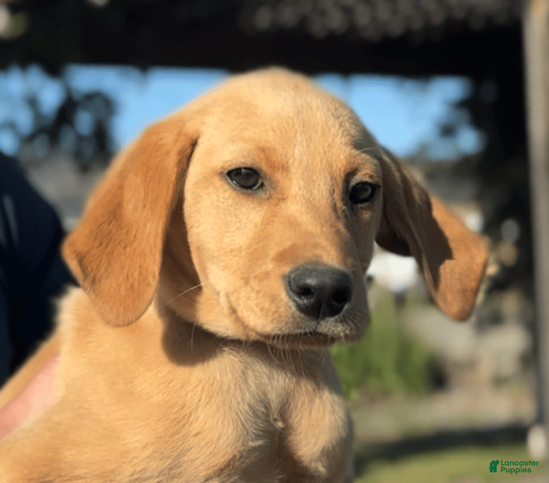 Labrador Retriever dogs for sale: Mufasa - Image 18