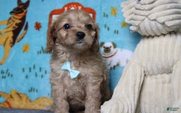 Cavapoo dogs for sale: Phoenix - Image 45
