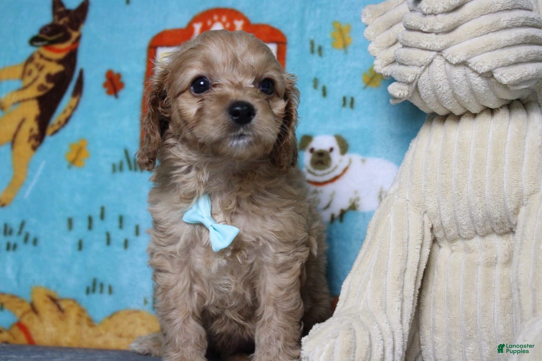 Cavapoo dogs for sale: Phoenix - Image 45