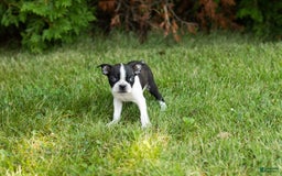 Boston Terrier dogs for sale: Boston Terrier 9 puppies - Image 6