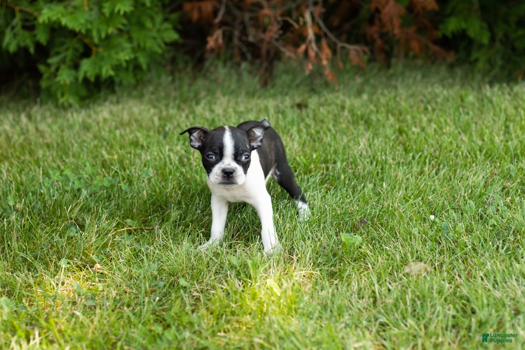 Boston Terrier dogs for sale: Boston Terrier 9 puppies - Image 6
