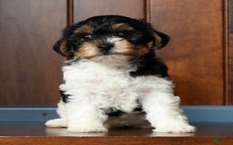 Yorkiepoo dogs for sale: Becka - Image 4