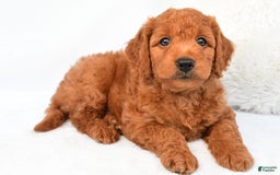 Mini Goldendoodle dogs for sale: Ollie - Image 3