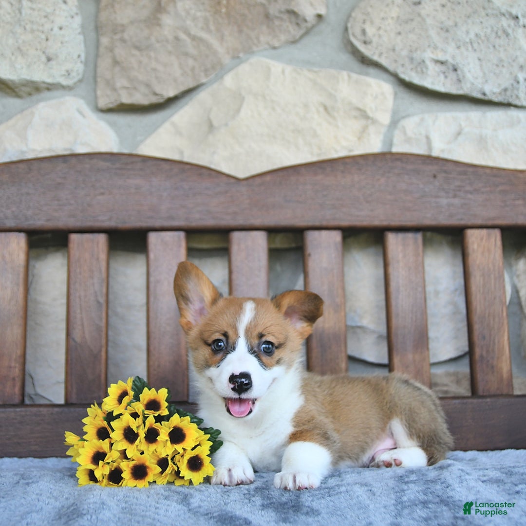 Welsh Corgi Pembroke dogs for sale: Brody - Image 2