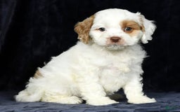 Cavapoo dogs for sale: Cavapoo 4 puppies - Image 1