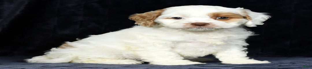 Tammy