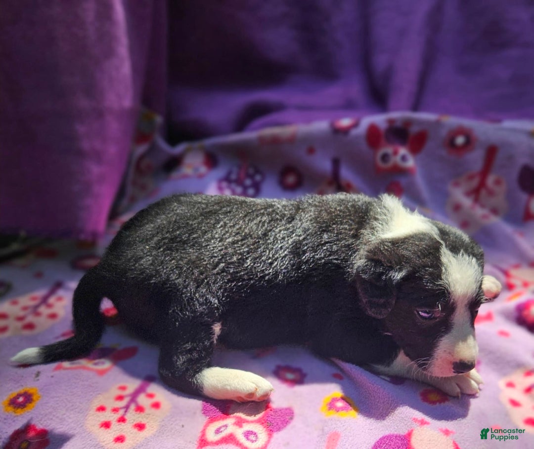 Border Collie dogs for sale: Fang - Image 1