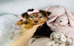 Yorkshire Terrier dogs for sale: Yada - Image 3