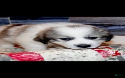 Great Pyrenees dogs for sale: Green - Image 6