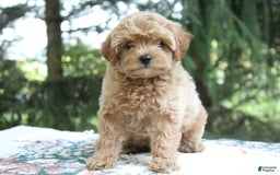 Miniature Poodle dogs for sale: Austin - Image 1