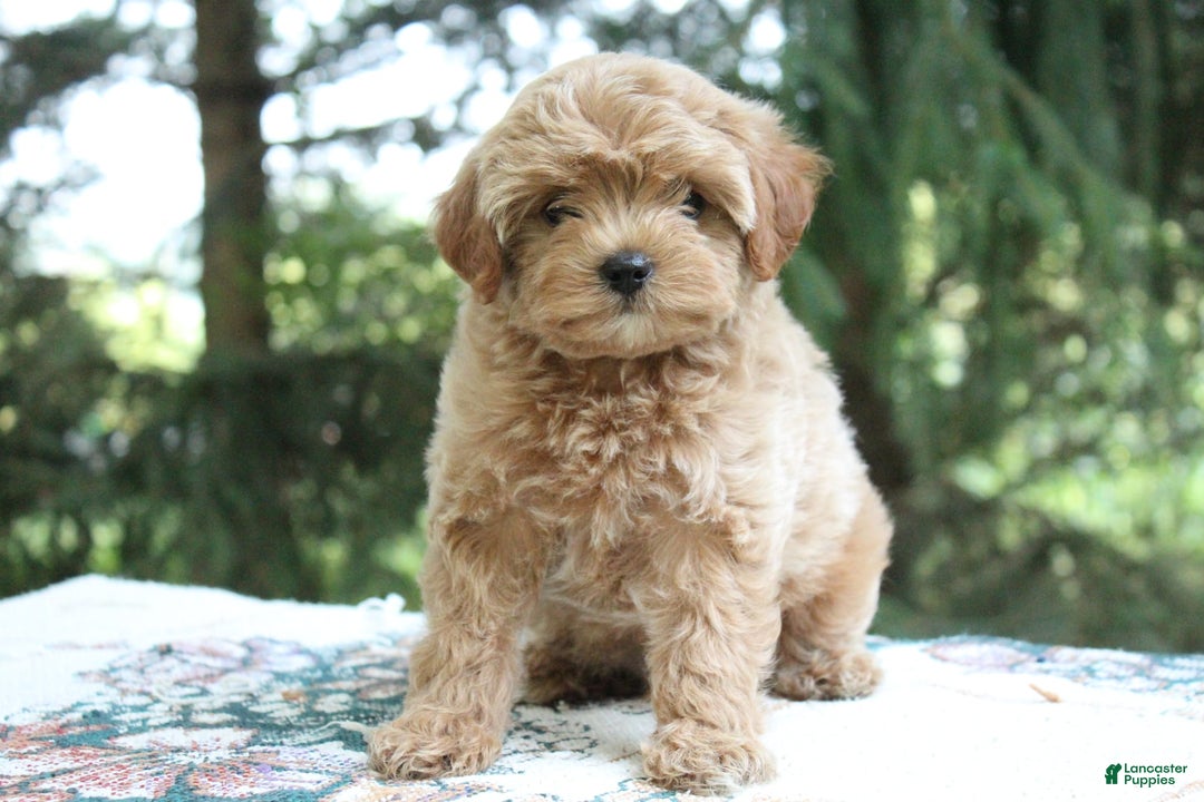 Miniature Poodle dogs for sale: Austin - Image 1