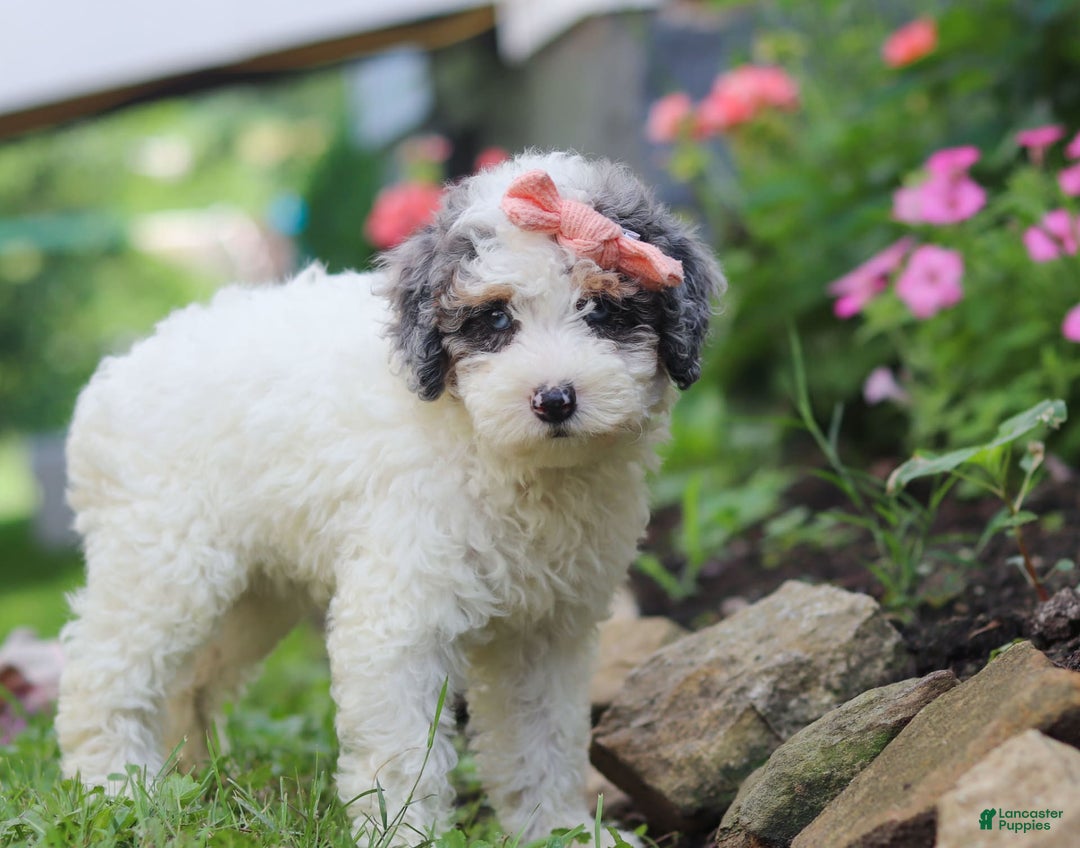 Mini Aussiedoodle dogs for sale: Jazzy - Image 6