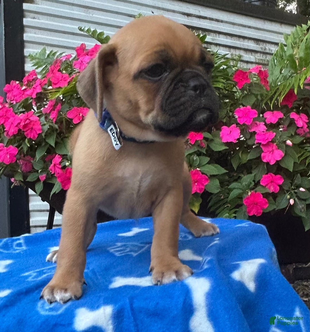 Puggle dogs for sale: Eddy - Image 3