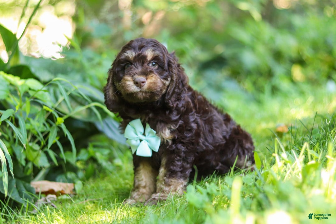 Cockapoo dogs for sale: Ace - Image 14