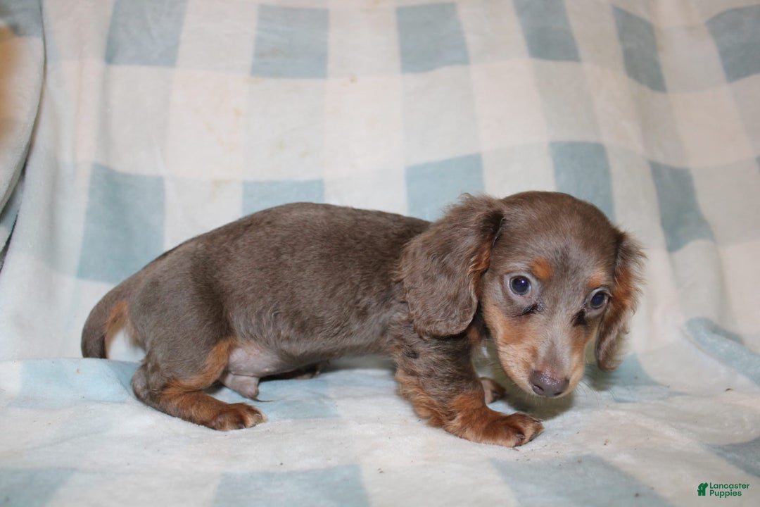 Miniature Dachshund dogs for sale: Bingo - Image 4