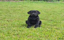Labrador Retriever dogs for sale: Chester - Image 1