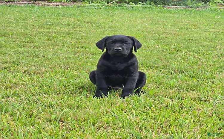 Labrador Retriever dogs for sale - Ad 4