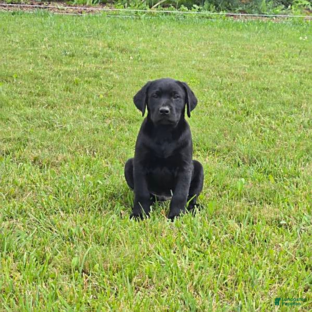 Labrador Retriever dogs for sale: Chester - Image 1