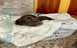 Miniature Dachshund dogs for sale: Barney - Image 4