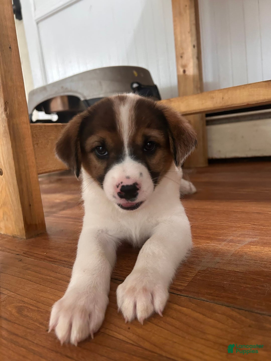Australian Cattle Dog dogs for sale: Bella - Image 2