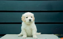 Golden Retriever dogs for sale: Doc Aka Black - Image 2