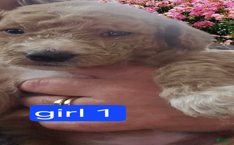 Goldendoodle dogs for sale - Ad 4