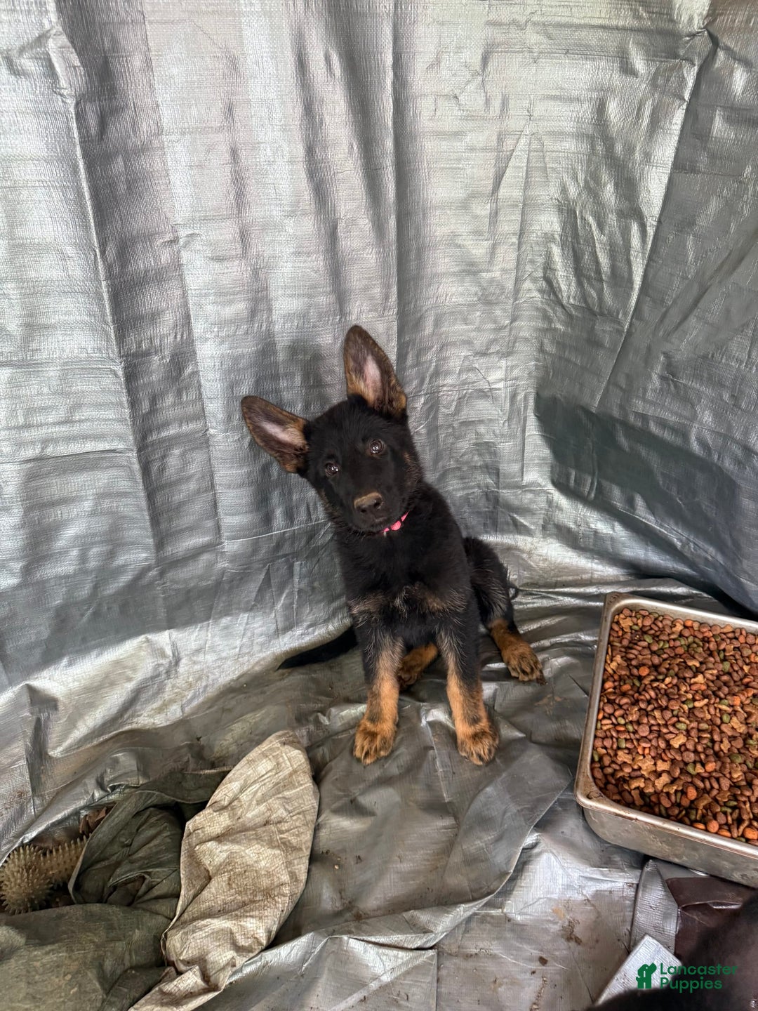 German Shepherd dogs for sale: Princess - Image 14