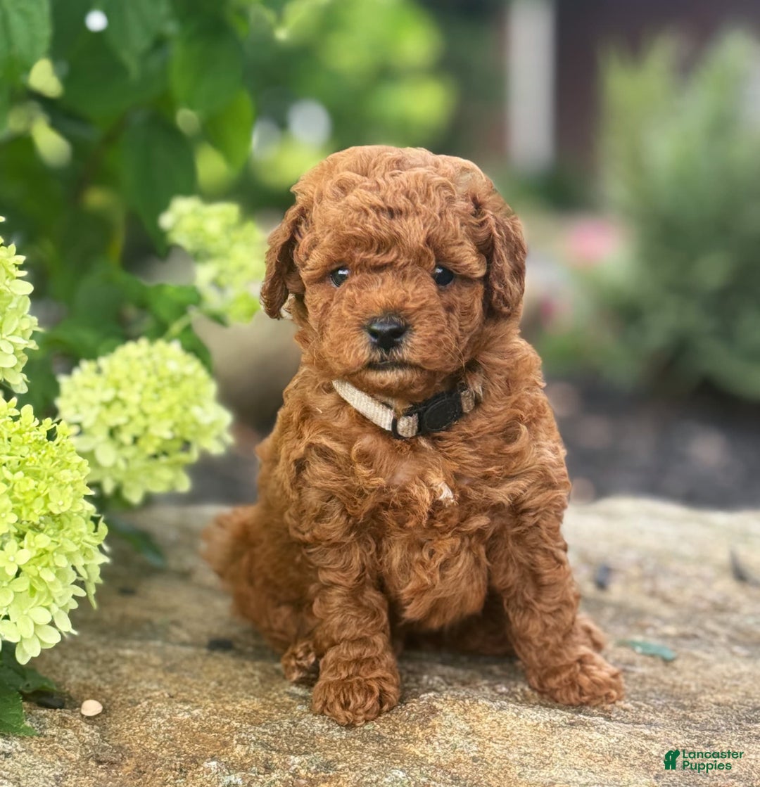 Mini Goldendoodle dogs for sale: Leeli - Image 5