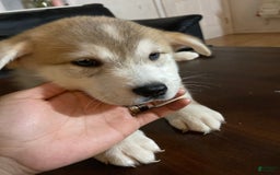 Siberian Husky dogs for sale: Can Choose - Image 3