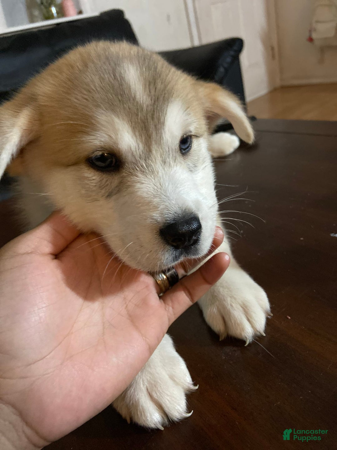 Siberian Husky dogs for sale: Can Choose - Image 3