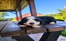 Mini Bernedoodle dogs for sale: Callie - Image 5