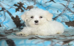 Maltese dogs for sale: Jasper - Image 9