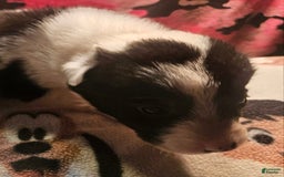 Border Collie dogs for sale: Fasti - Image 17