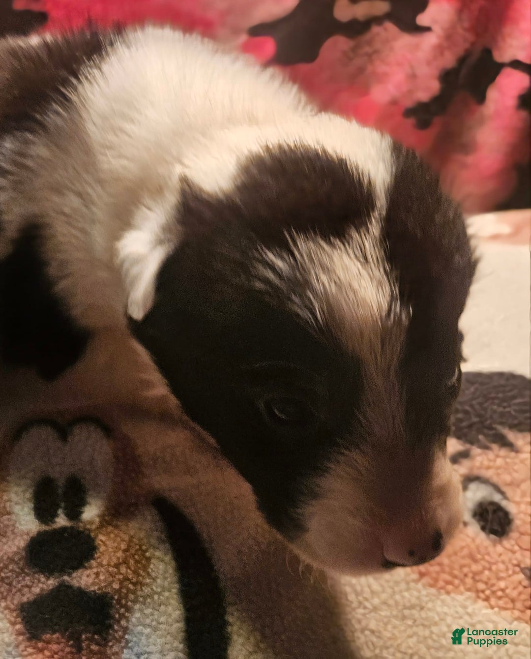 Border Collie dogs for sale: Fasti - Image 17