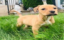 American Staffordshire Terrier dogs for sale: Galinda - Image 8