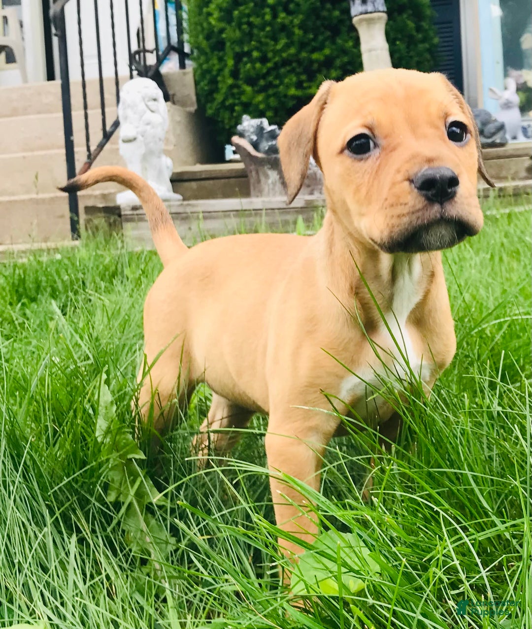 American Staffordshire Terrier dogs for sale: Galinda - Image 8
